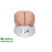 model ludzkiego mózgu, 8 części 3b smart anatomy kat. 1000225 c17 3b scientific modele anatomiczne 4